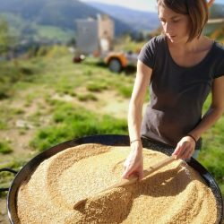 graines de lin torréfiées a refroidir